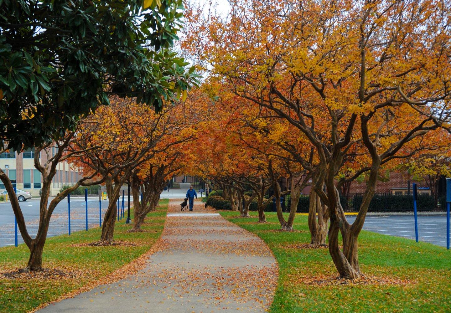 Campus in the Fall